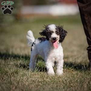 Samson, Toy Poodle Puppy